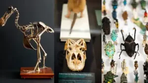 At the Harvard Museum of Natural History in Cambridge: The wider industry impact