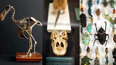 At the Harvard Museum of Natural History in Cambridge: The wider industry impact