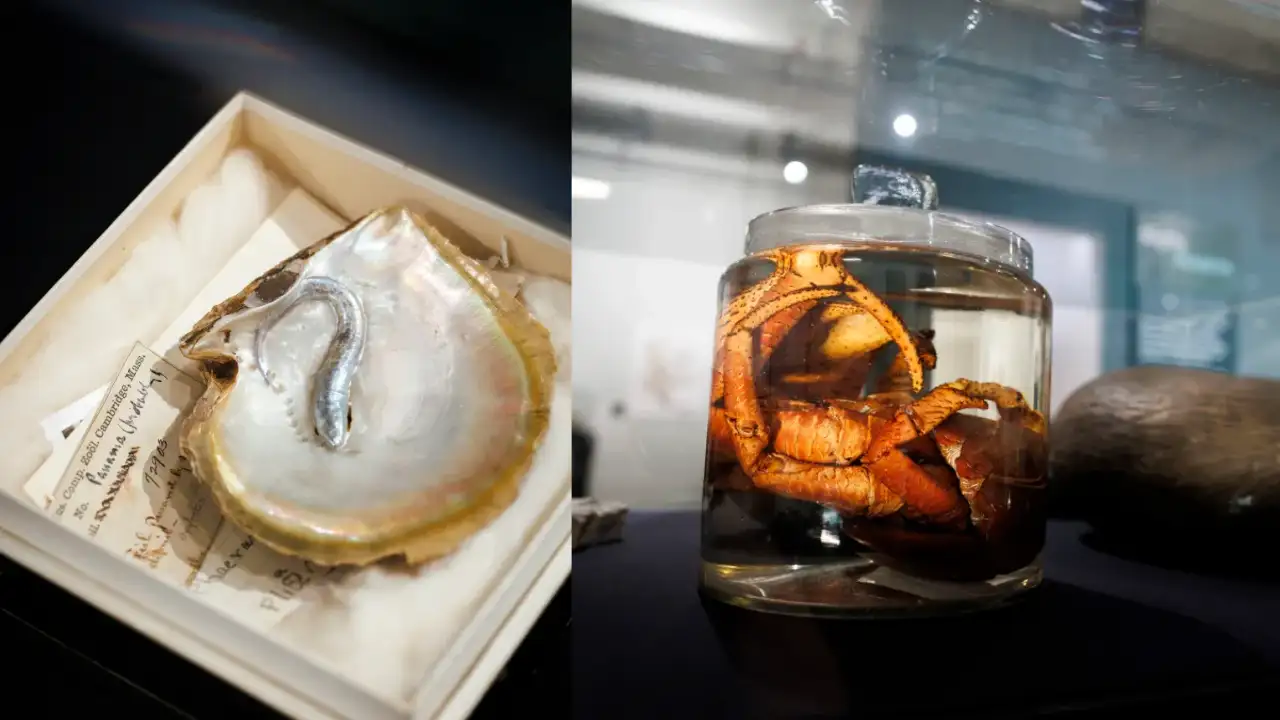 At the Harvard Museum of Natural History in Cambridge: The wider industry impact