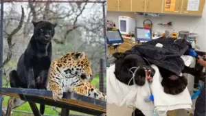 California black jaguar Samba dies after venomous rattlesnake bite: The wider industry impact