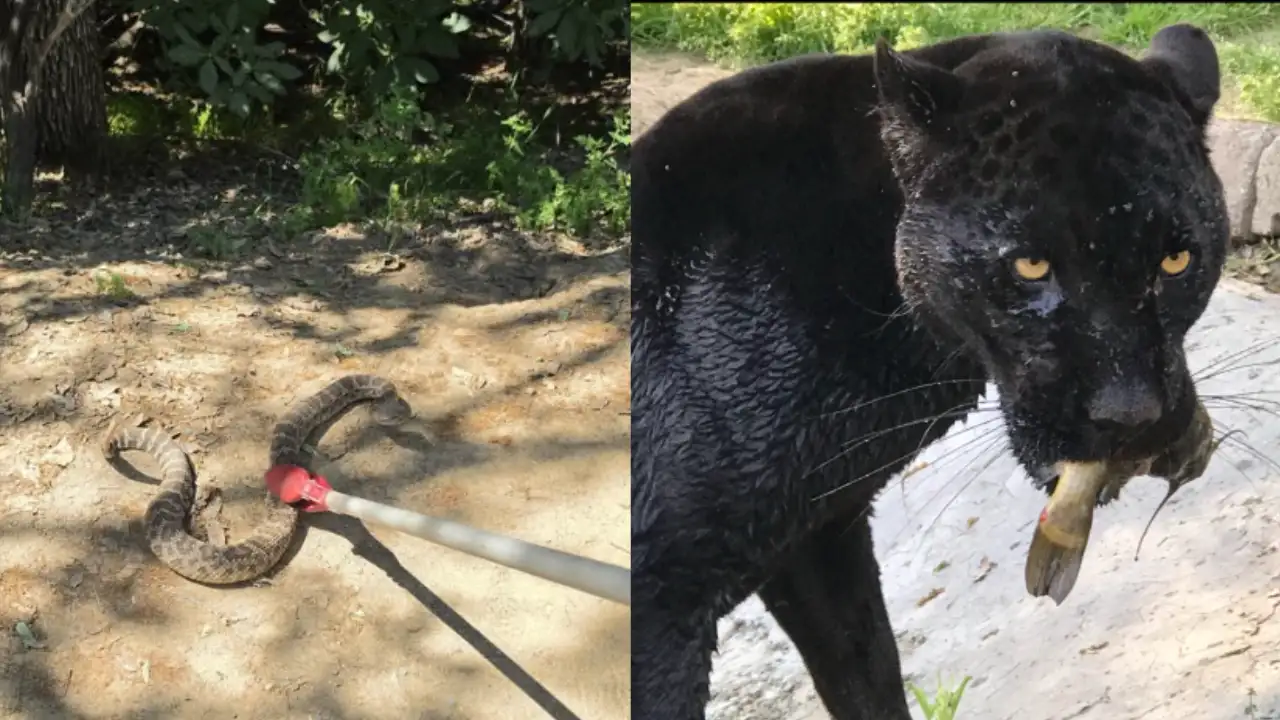 California black jaguar Samba dies after venomous rattlesnake bite: The wider industry impact