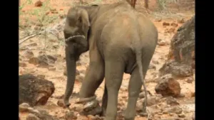 Wild elephant with iron snare caught on its leg treated in Tamil Nadu: The wider industry impact
