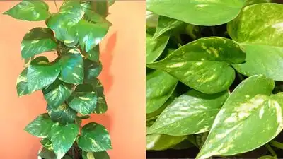 For generations, people have kept the money plant or Devil's Ivy in their homes and offices