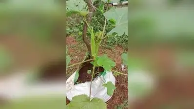 Children plant saplings at 'Ajjimane Anganwadi' at Bengre: The wider industry impact