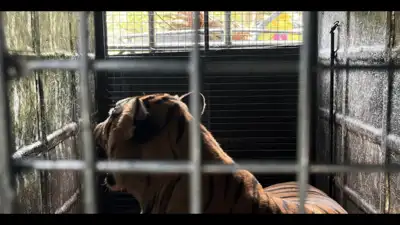Gudalur's man-eating tiger trapped, sent to Chennai