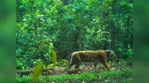 Sundarbans team heads to Bihar to capture tigress for Buxa relocation