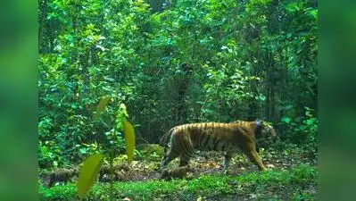 Sundarbans team heads to Bihar to capture tigress for Buxa relocation