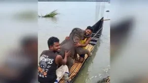 Five Jalpaiguri fishermen on a small row boat pulled off: The wider industry impact