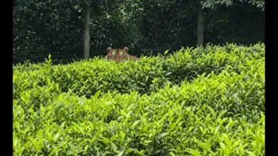 Panic gripped residents after photos and videos of two tigers: The wider industry impact
