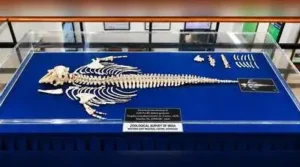 Kolkata: A rare finless porpoise stranded on Kozhikode beach has: The wider industry impact