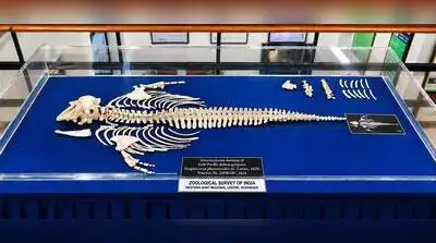 Kolkata: A rare finless porpoise stranded on Kozhikode beach has: The wider industry impact