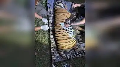 The 3-year-old tigress captured at Valmiki for Buxa reintroduction