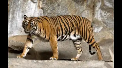 Four cattle were killed by a suspected tiger at Kuruthukuli near Ooty in the Nilgiris