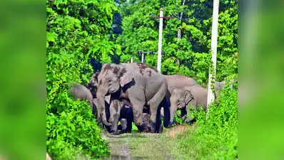 Forest officials said tourism activities at the Harangi Tree Park and Elephant Camp have now