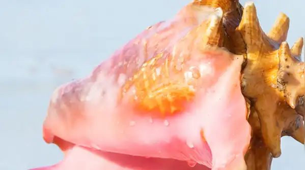one can certainly say that a stunning natural pink conch pearl is ‘one’ of the rarest and most