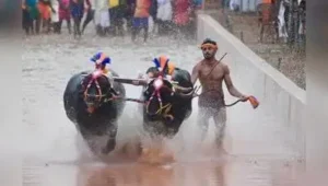 Mysuru: Opposition to kambala event during this year’s Mysuru Dasara celebrations further