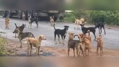 Kochi : To strengthen animal birth control activities, the district administration has