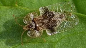 In 2000, Europe detected this tiny North American bug for the first: The wider industry impact