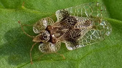 In 2000, Europe detected this tiny North American bug for the first: The wider industry impact