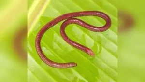 New amphibian species discovered in Western Ghats: The wider industry impact