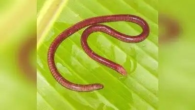 New amphibian species discovered in Western Ghats: The wider industry impact
