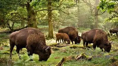 Wild bison have not been seen in Britain for around 6,000 years: The wider industry impact