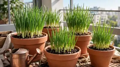 Here is a simple guide for planting onions at home and avoiding common mistakes