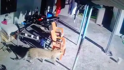 A leopard entered a farm in Palacode, Dharmapuri district , in the early hours of Tuesday