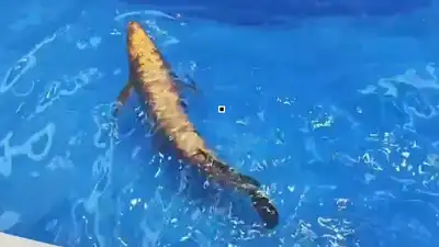 China’s BG-5 Golden Dragon Fish biomimetic underwater robot: The wider industry impact