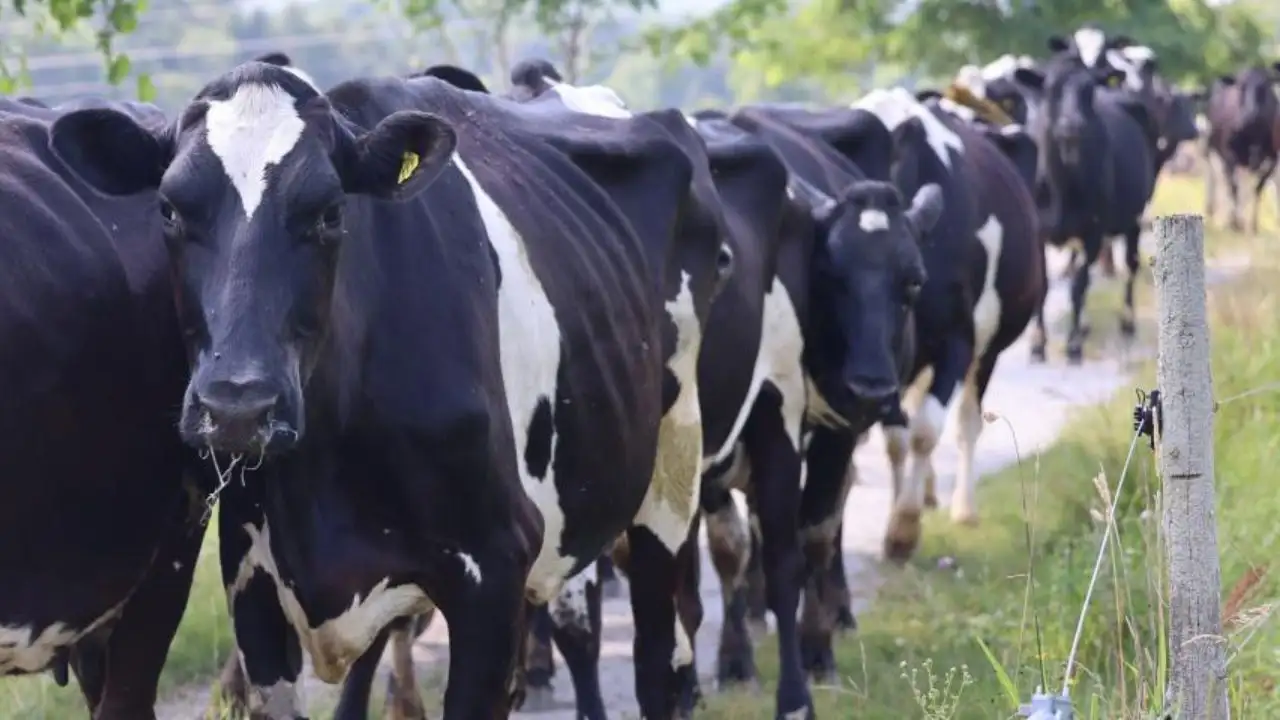 Today, the farm is part of a 550-acre dairy operation where: The wider industry impact