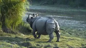 India is home to more than 75% of the greater one-horned rhino: The wider industry impact
