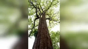 Chennai: Tamil Nadu has launched a scientific initiative to introduce high-yielding teak clones