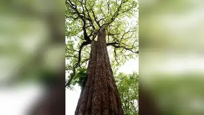 Chennai: Tamil Nadu has launched a scientific initiative to introduce high-yielding teak clones