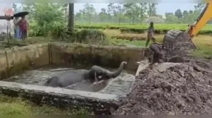 An adult female elephant and her calf fell into a water tank at Kumargram Tea Estate