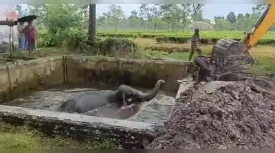 An adult female elephant and her calf fell into a water tank at Kumargram Tea Estate