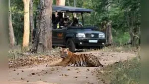 Pay more to spot tigers as Bandipur & Nagarahole raise safari tariffs by 40%