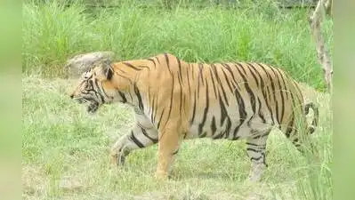 An ailing 15-year-old male tiger was euthanised at Puthur Zoological: The wider industry impact