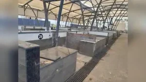 Loop road fish market in Chennai (Tarika story): The wider industry impact
