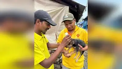 Karnataka to launch free anti-rabies vaccination for 11 lakh pets: The wider industry impact