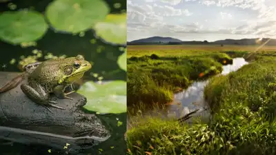A Mississippi landowner turned his private property into frog: The wider industry impact