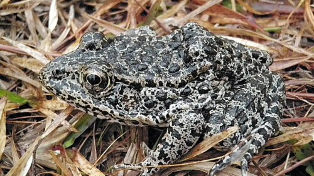A Mississippi landowner turned his private property into frog: The wider industry impact