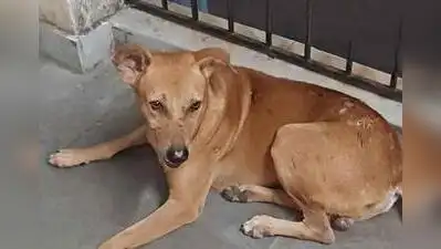 Deceased cop's loyal stray keeps vigil at Habra PS — Waiting for 'sir'