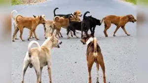Kottayam : The stray dog menace at Kottayam govt medical college: The wider industry impact