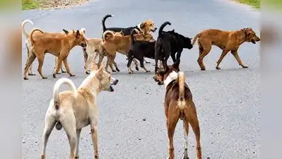 Kottayam : The stray dog menace at Kottayam govt medical college: The wider industry impact