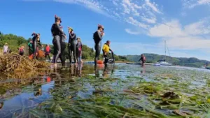 Seawilding, a Scottish marine restoration charity, has been experimenting with transplanting