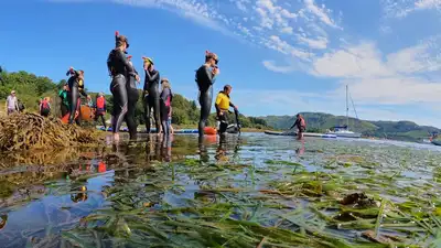 Seawilding, a Scottish marine restoration charity, has been experimenting with transplanting