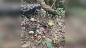 Skeletal remains found at a Kanksa jungle