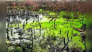Mumbai: Mumbai has lost nearly a fifth of its mangrove cover in 18: The wider industry impact