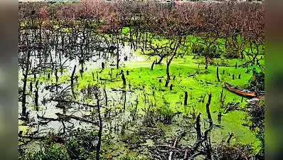 Mumbai: Mumbai has lost nearly a fifth of its mangrove cover in 18: The wider industry impact
