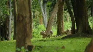 With a shortfall of 53%, Wayanad received only 114.49cm between June: The wider industry impact